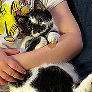 Moon joined the competition — help win amazing prizes! arms, black_and_white, cat, close_up, clothing, comfort, cuddle, cute, feline, fur, hand, indoor, kitten, paw, person, pet, relaxing, resting, tshirt, young_cat