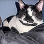 Moon is registered to the contest to win money with this photo: animal, black_and_white, blanket, cat, close_up, comfort, cozy, cute, domestic, ears, feline, fur, indoor, peaceful, pet, plush_toy, resting, sleeping, soft, whiskers