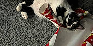 Moon joined the competition — help win amazing prizes! animal, black_and_white, carpet, cat, christmas, curious, domestic_cat, face, festive, fur, holiday, indoor, lying_down, mischievous, paw, pet, playful, relaxed, texture, wrapping_paper