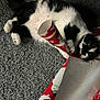 animal, black_and_white, carpet, cat, christmas, curious, domestic_cat, face, festive, fur, holiday, indoor, lying_down, mischievous, paw, pet, playful, relaxed, texture, wrapping_paper