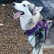 Alaskha joined the competition — help win amazing prizes! adventure, animal, boulders, canine, dog, ears, fur, happy, husky, leash, nature, outdoor, panting, pebbles, pet, purple_harness, rocky_shore, snout, tongue_out, walking