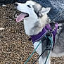 adventure, animal, boulders, canine, dog, ears, fur, happy, husky, leash, nature, outdoor, panting, pebbles, pet, purple_harness, rocky_shore, snout, tongue_out, walking