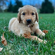 Kota is registered to the contest to win money with this photo: adorable, animal, canine, closeup, cute, fall, fur, golden_retriever, grass, greenery, leaf, lying_down, mammal, nature, outdoor, park, pet, playful, puppy, young