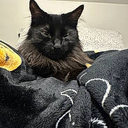 Champagne is registered to the contest to win money with this photo: animal, black_cat, blanket, cat, closeup, cozy, cute, domestic_cat, ears, face, fluffy, fur, indoor, mammal, pet, relaxed, resting, sleepy, soft_texture, whiskers