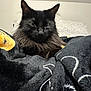 animal, black_cat, blanket, cat, closeup, cozy, cute, domestic_cat, ears, face, fluffy, fur, indoor, mammal, pet, relaxed, resting, sleepy, soft_texture, whiskers