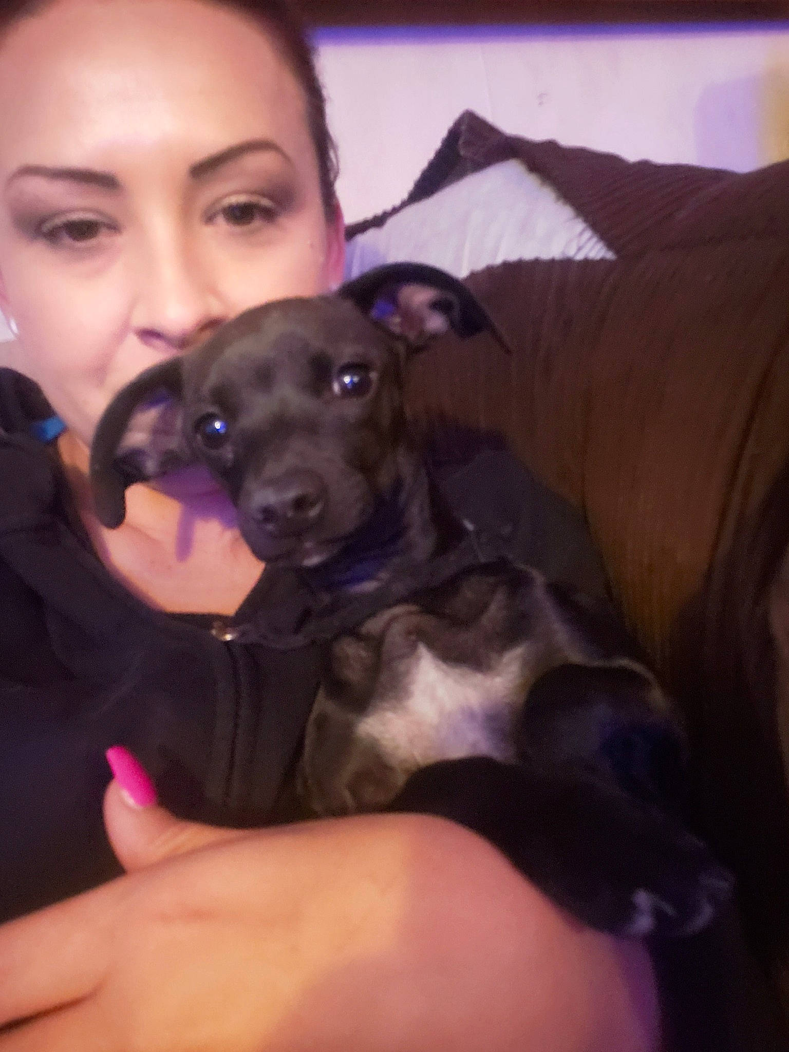 Bunkie is registered to the contest to win money with this photo: canidae, carnivore, dog, dog_breed, ear, fawn, greyhound, italian_greyhound, lurcher, mammal, patterdale_terrier, person, peruvian_hairless_dog, rare_breed_dog, sighthound, snout, toy_dog, whippet