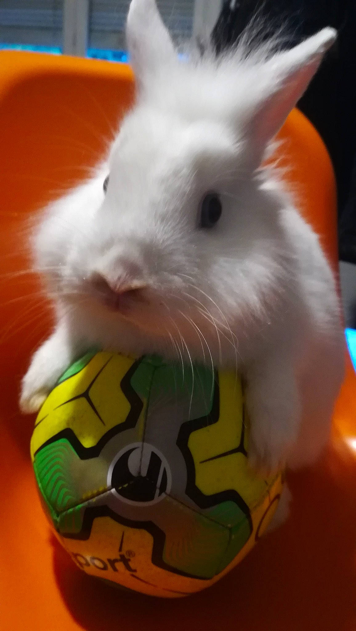 Pompon a rejoint le concours — aidez-le/la à gagner de superbes lots ! domestic_rabbit, easter_bunny, hamster, rabbit, rabits_and_hares, snout, whiskers