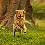 Ty-Ange a rejoint le concours — aidez-le/la à gagner de superbes lots ! dog, golden_retriever, running, grass, greenery, tree, outdoor, nature, animal, canine, motion, happy, playful, fur, pets, spring, daylight, field, mammal, smiling
