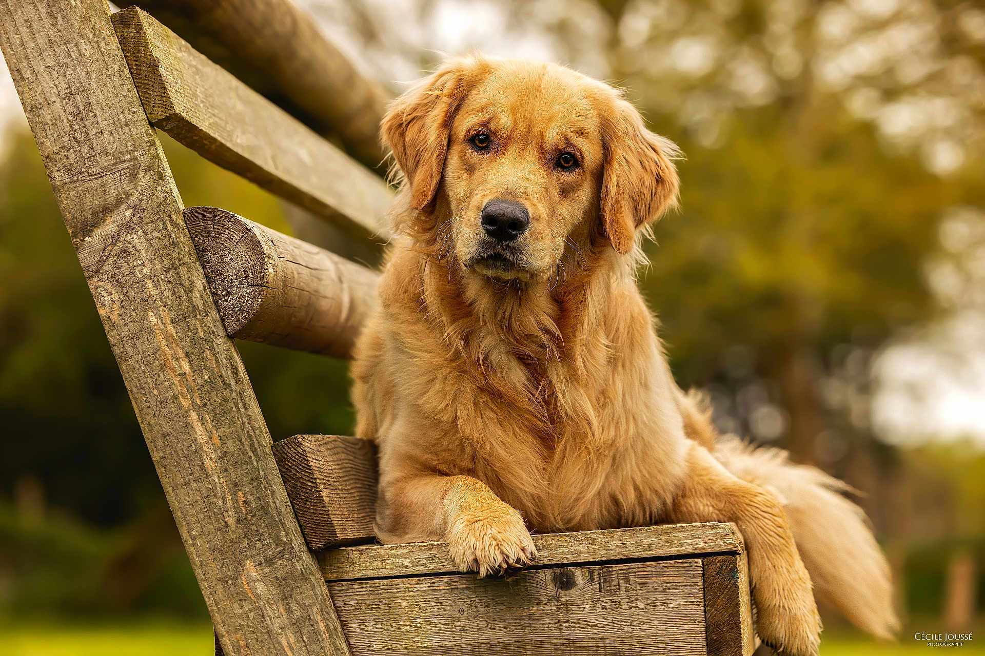 Ty-Ange participe au concours pour gagner de l'argent avec cette photo : golden_retriever, dog, animal, pet, bench, wood, outdoor, nature, fur, canine, portrait, looking_at_camera, resting, mammal, friendly, domestic_animal, park, leafy_background, close_up, daylight