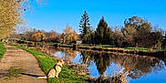 Ty-Ange a rejoint le concours — aidez-le/la à gagner de superbes lots ! dog, golden_retriever, river, water, grass, trees, pathway, outdoor, nature, reflection, sky, blue_sky, sunny, calm, peaceful, leafless_trees, dog_harness, canine, landscape, daytime