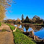 dog, golden_retriever, river, water, grass, trees, pathway, outdoor, nature, reflection, sky, blue_sky, sunny, calm, peaceful, leafless_trees, dog_harness, canine, landscape, daytime