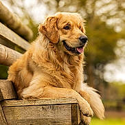 Ty-Ange a rejoint le concours — aidez-le/la à gagner de superbes lots ! golden_retriever, dog, bench, wood, outdoor, park, animal, pet, fur, tongue, happy, relaxed, nature, tree, grass, canine, mammal, portrait, daytime, resting