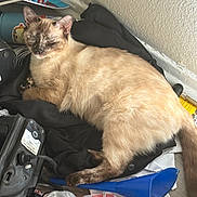 Luna joined the competition — help win amazing prizes! animal, blue_funnel, cat, clutter, ears, floor, fur, household_items, indoor, jacket, messy, pet, plastic_bag, relaxed, resting, siamese_cat, sleepy, tail, wall, whiskers