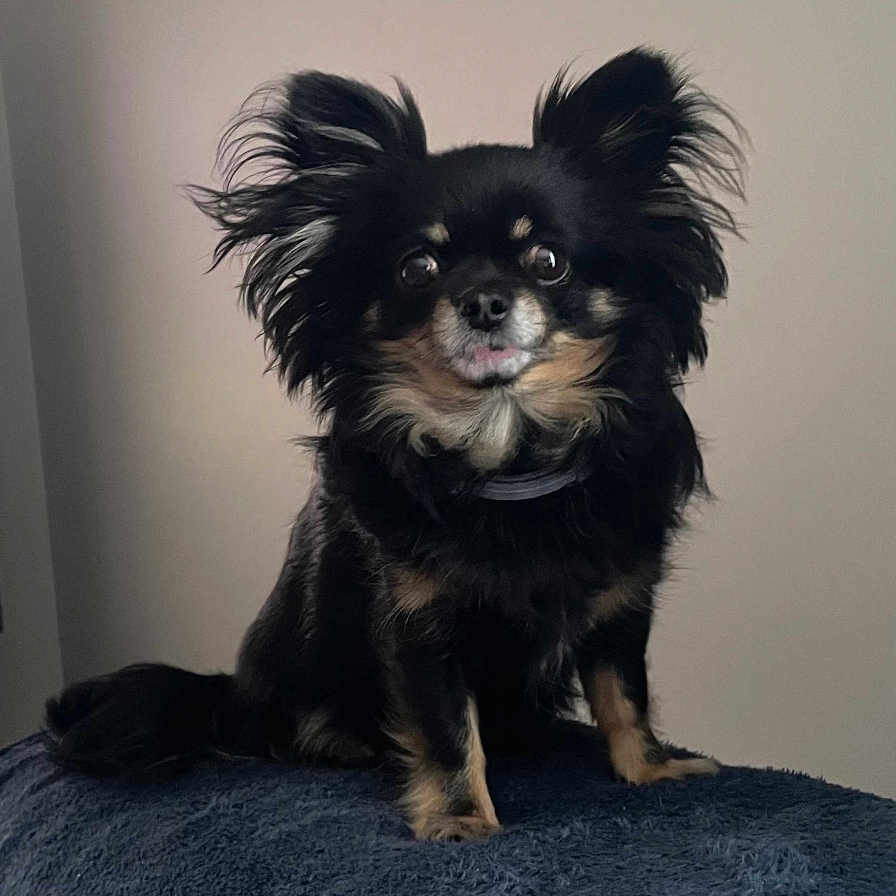 Nina participe au concours pour gagner de l'argent avec cette photo : animal, black_dog, collar, companion, cute, dog, ears, expression, face, fluffy, fur, furry, indoor, long_hair, looking, pet, portrait, sitting, small_dog, whiskers