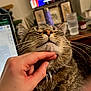 cat, tabby_cat, whiskers, chin_rub, hand, human_hand, collar, close_up, portrait, content, indoor, cozy, pet, sleepy, table, glass, smartphone, screen, television, home_decor