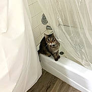 Chico is registered to the contest to win money with this photo: cat, tabby_cat, bathtub, shower_curtain, bathroom, tiled_wall, drain, wood_floor, pet, indoor, sitting, curious, wide_eyes, whiskers, collar, bell, tile, tub_rim, white_curtain, fur