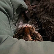 Cho joined the competition — help win amazing prizes! cat, tabby, whiskers, big_eyes, nose, fur, blanket, bedding, close_up, portrait, pet, indoor, cozy, curious, upside_down, resting, soft_texture, feline, mammal, sleepy
