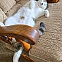 beige, carpet, cat, chair, comfortable, cozy, cushion, feline, indoor, lounging, paw, pet, relaxed, resting, sleeping, tabby, tail, upside_down, white_fur, wooden_armrest