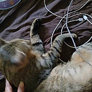 Rocky is registered to the contest to win money with this photo: animal, bed, black, blur, brown, cables, cat, charging_cable, domestic, fabric, feline, hand, indoor, lying_down, paw, pet, resting, soft, striped, tabby
