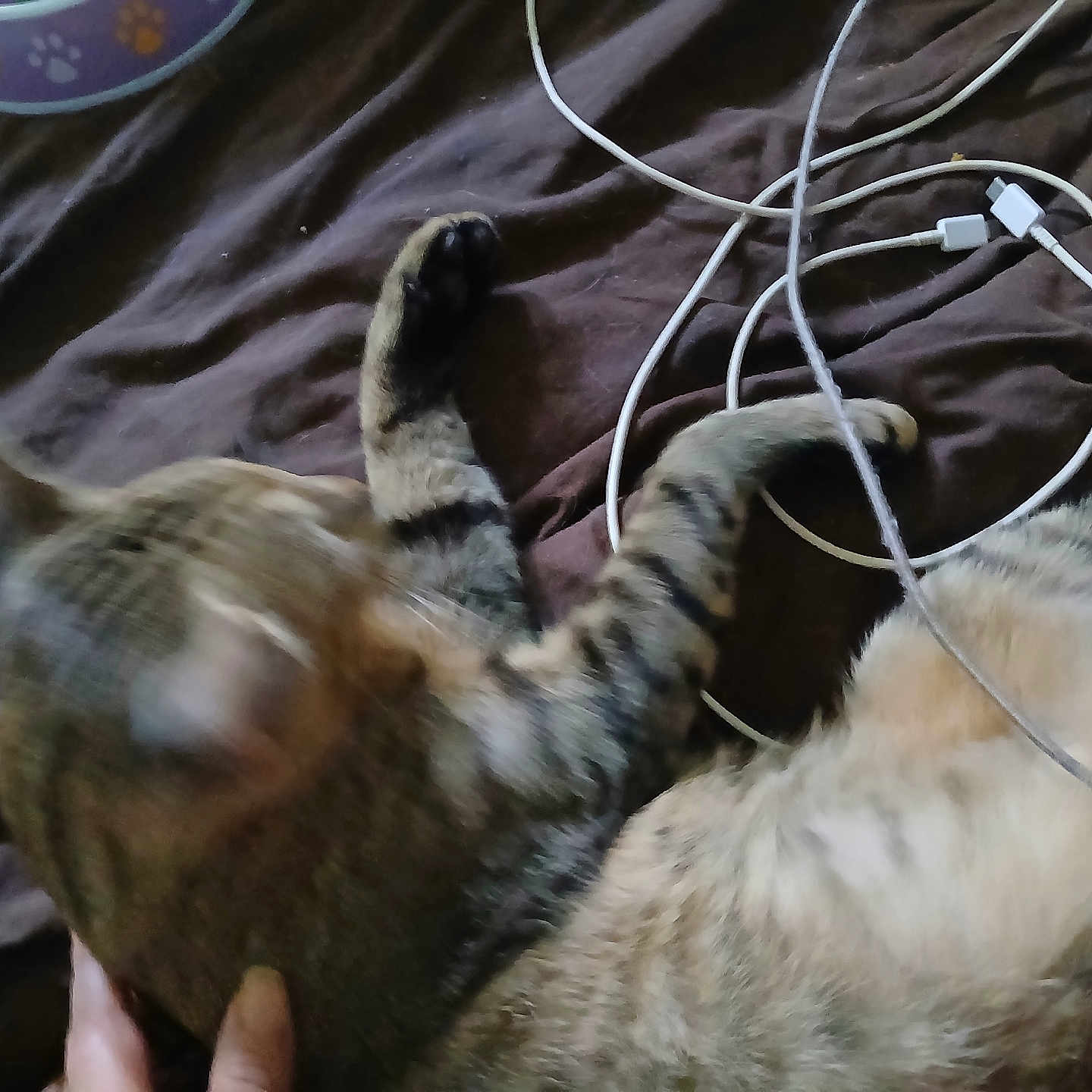 Rocky is registered to the contest to win money with this photo: animal, bed, black, blur, brown, cables, cat, charging_cable, domestic, fabric, feline, hand, indoor, lying_down, paw, pet, resting, soft, striped, tabby