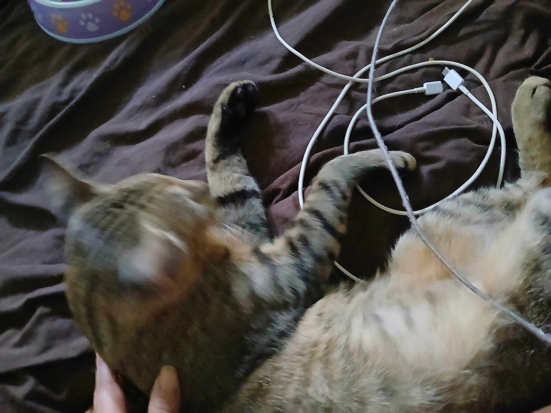 Rocky is registered to the contest to win money with this photo: animal, bed, black, blur, brown, cables, cat, charging_cable, domestic, fabric, feline, hand, indoor, lying_down, paw, pet, resting, soft, striped, tabby