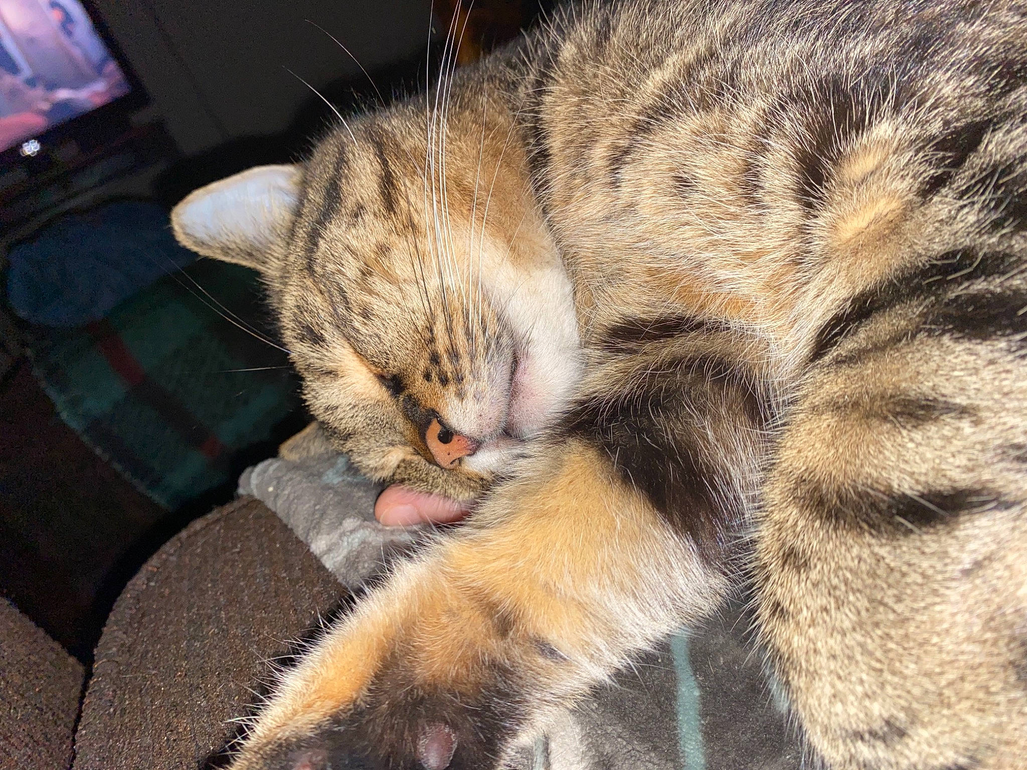 Butters joined the competition — help win amazing prizes! carnivore, cat, claw, comfort, couch, domestic_short_haired_cat, felidae, fur, nap, paw, small_to_medium_sized_cats, snout, tail, terrestrial_animal, whiskers, wildlife