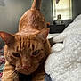 cat, ginger_cat, orange_tabby, tabby, pet, indoor, bed, blanket, stretching, close_up, whiskers, ears, paws, cozy, domestic, sleepy, portrait, fur, window, bedroom