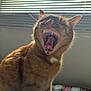 Vinny joined the competition — help win amazing prizes! cat, orange_tabby, yawning, mouth_open, teeth, tongue, whiskers, fur, close_up, portrait, indoor, window_blinds, bed, plaid_bedspread, sunlight, backlit, feline, pet, dramatic, roaring_pose