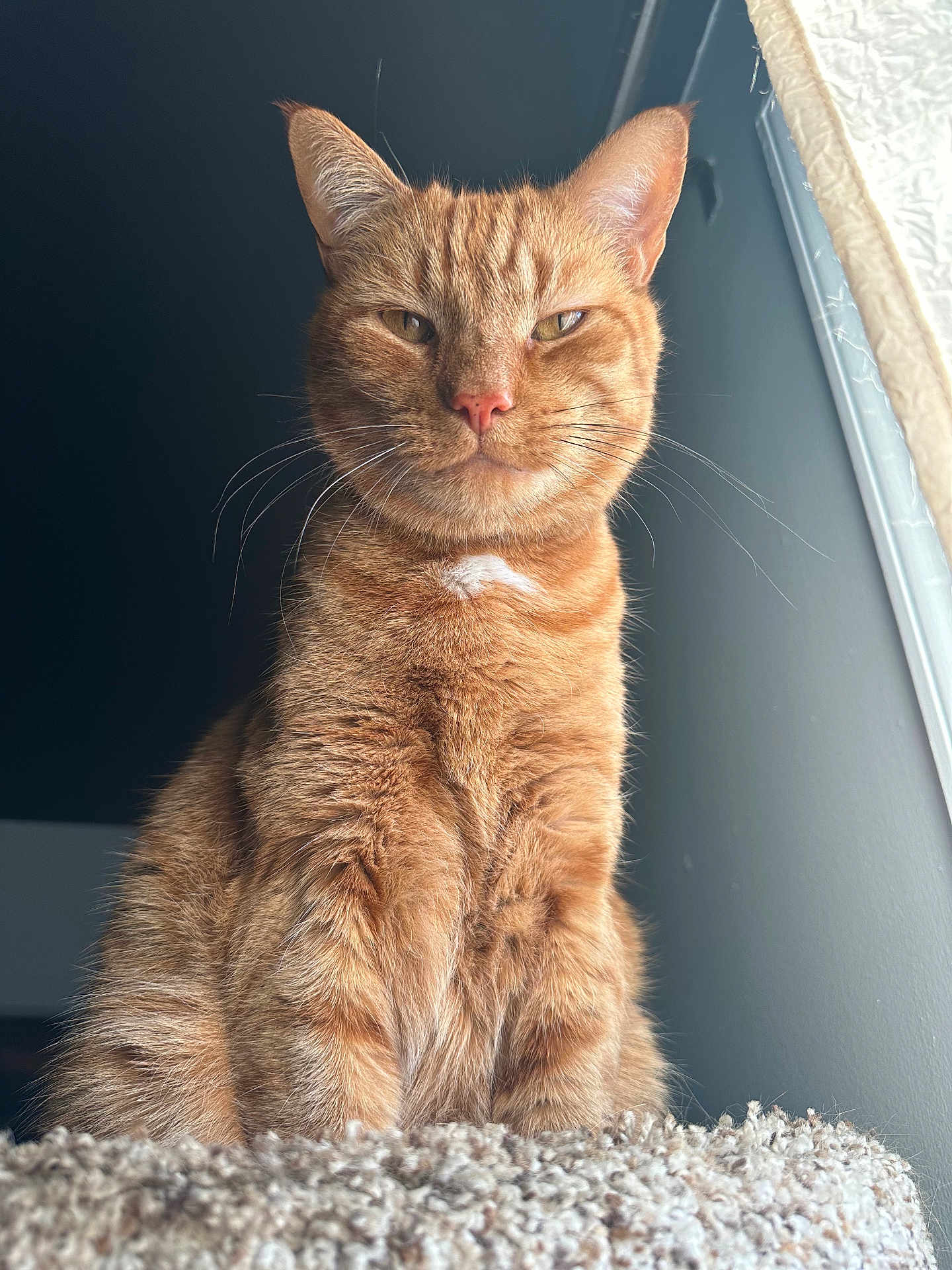 Vinny joined the competition — help win amazing prizes! cat, ginger_cat, orange_tabby, pet, feline, whiskers, pink_nose, ears, fur, close_up, portrait, indoor, window_light, carpet_perch, looking_at_camera, cute, soft_texture, relaxed, regal, mischievous