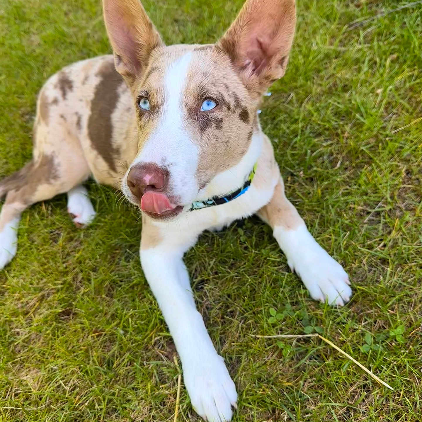 Loki is registered to the contest to win money with this photo: accessories, animal, ball, canine, dog, football, grass, greatdane, hound, husky, lawn, pet, plant, puppy, snout, soccer, soccerball, sport, strap, whitedog