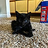 Enzo is registered to the contest to win money with this photo: black_kitten, cat, kitten, carpet, indoor, home, kitchen, cabinet, floor, pet, animal, curious, small, feline, cute, young, blue_eyes, fur, domestic, playful