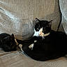 Enzo is registered to the contest to win money with this photo: cat, black_cat, tuxedo_cat, pet, animal, feline, indoor, couch, furniture, relaxing, cute, companions, resting, whiskers, ears, tail, fur, domestic_animal, cozy, home