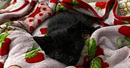 Enzo is registered to the contest to win money with this photo: kitten, black_cat, blanket, strawberry_pattern, cozy, sleepy, pet, cute, indoor, furry, animal, small, resting, soft_texture, colorful, fur, comfort, lying_down, domestic_cat, young