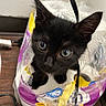 kitten, black_cat, plastic, package, paper_towels, curious, ears, eyes, indoor, cluttered, wooden_surface, cable, pet, animal, young_cat, close_up, playful, fur, whiskers, domestic_cat