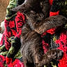 cat, kitten, sleeping, black_cat, blanket, colorful, red, green, cozy, fur, paw, resting, cute, pet, indoor, soft, animal, relaxing, comfort, warm