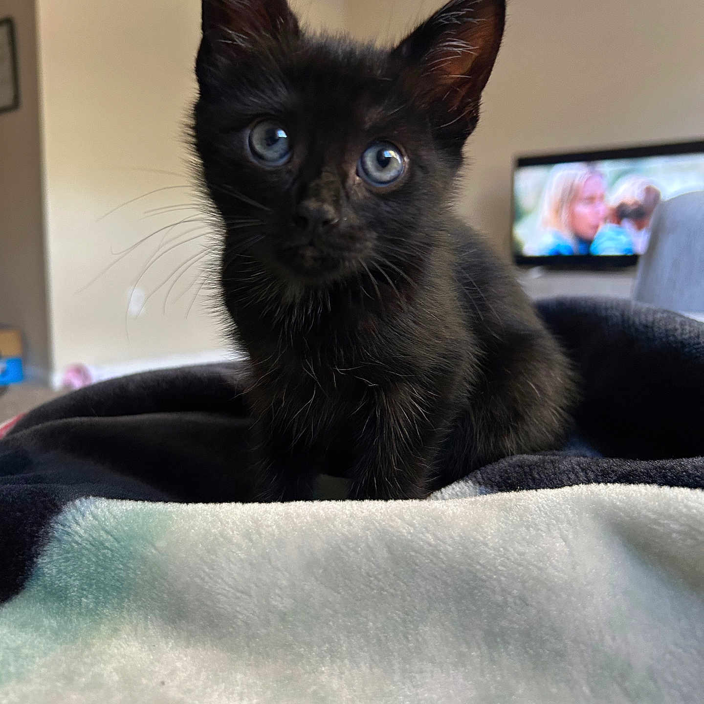 Enzo joined the competition — help win amazing prizes! black_kitten, cat, pet, animal, indoor, blanket, close_up, curious, wide_eyes, fur, whiskers, ears, young, cute, cozy, soft_texture, living_room, television, blurred_background, domestic