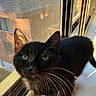 black_cat, cat, animal, pet, windowsill, window_screen, sunlight, green_eyes, whiskers, curious, feline, indoor, close_up, portrait, daylight, brick_building, reflection, shadow, home, cute