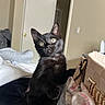 black_cat, kitten, indoor, curious, green_eyes, pet, animal, feline, close_up, portrait, door, purse, fabric, bed, blanket, whiskers, ears, fur, home, cozy