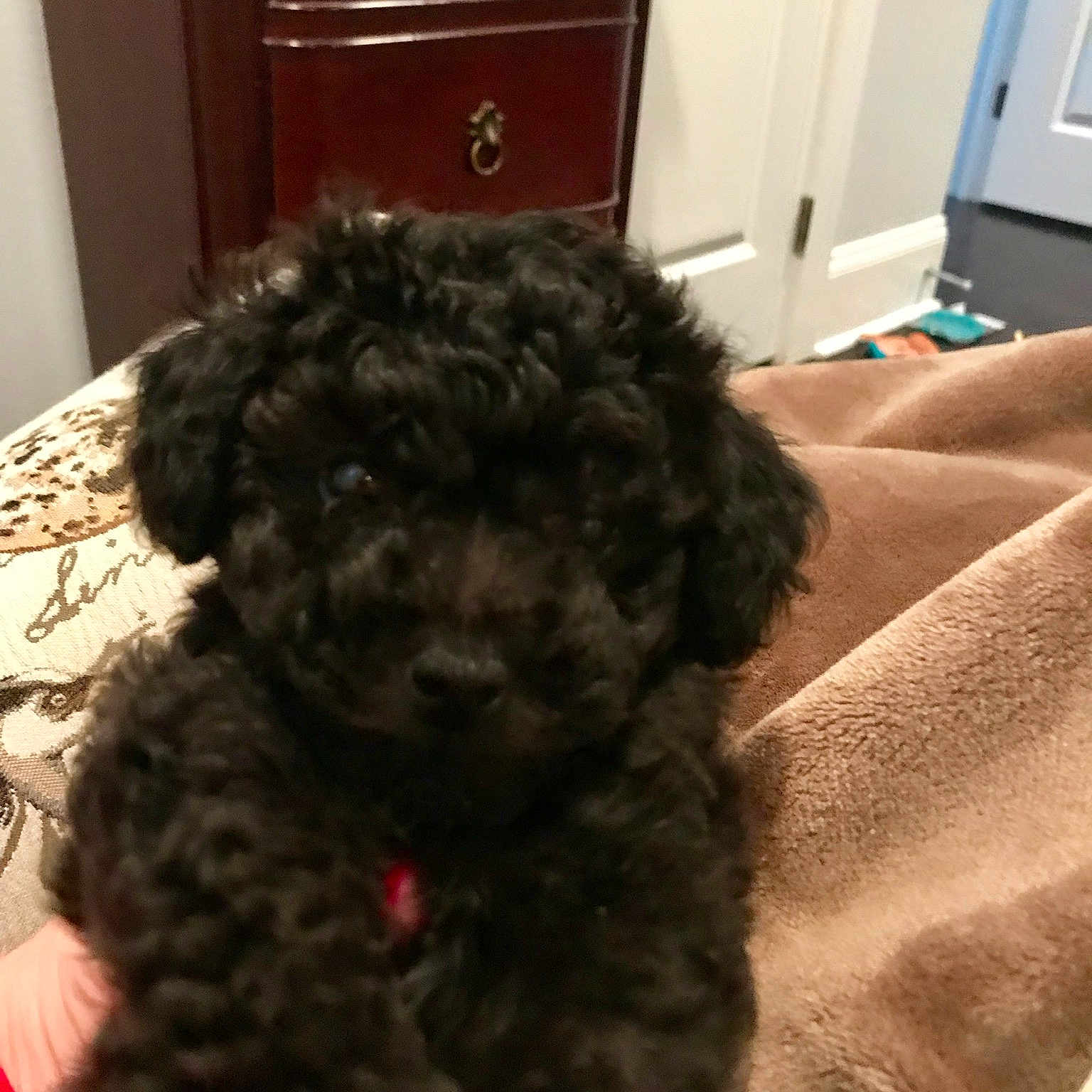 Aiko joined the competition — help win amazing prizes! barbet, bolonka, canidae, carnivore, cockapoo, companion_dog, dog, dog_breed, maltepoo, mammal, miniature_poodle, poodle, poodle_crossbreed, puppy, schnoodle, shih_poo, spanish_water_dog, toy_poodle, vertebrate, water_dog