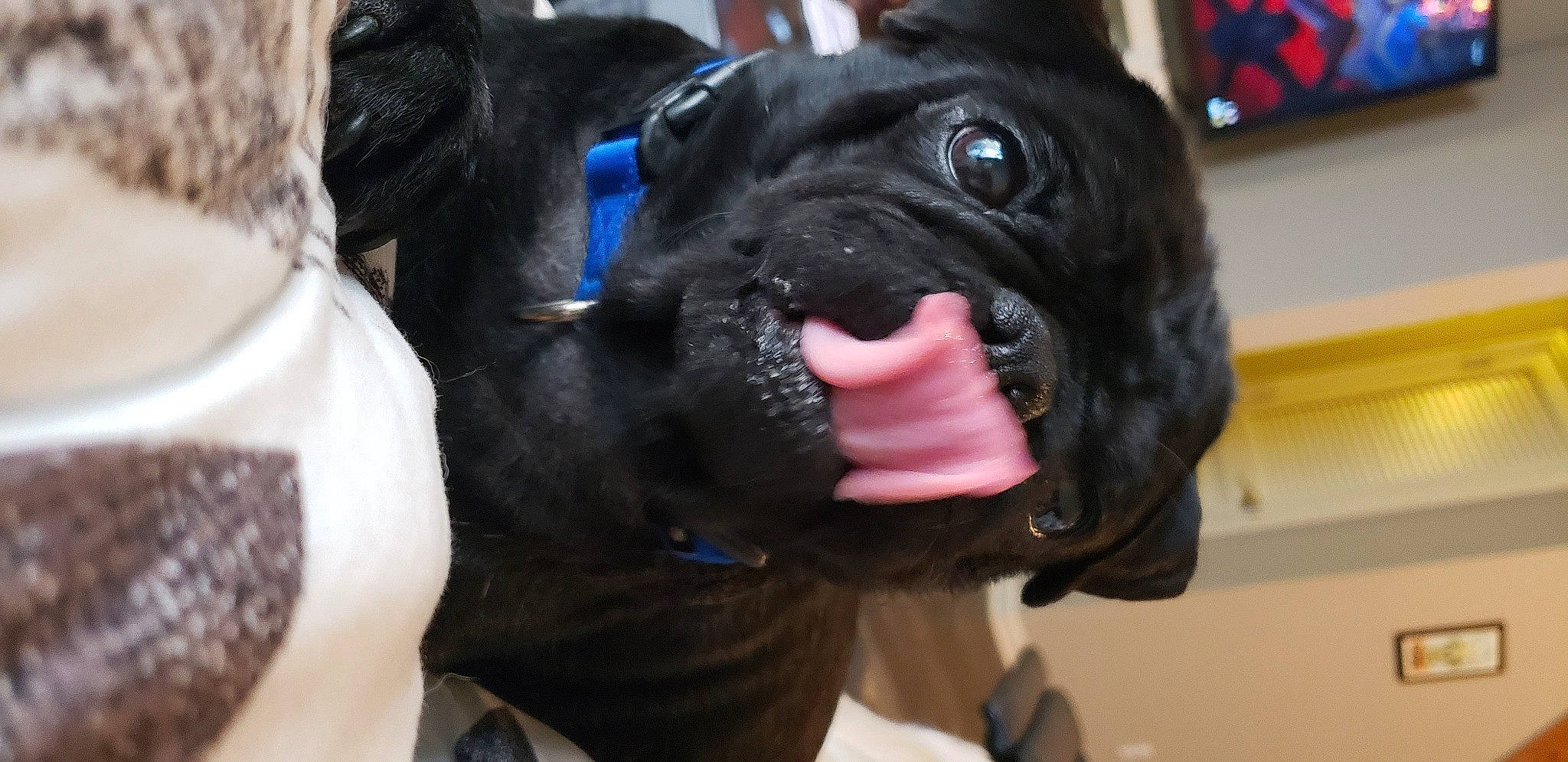 Augustus is registered to the contest to win money with this photo: cane_corso, canidae, carnivore, companion_dog, dog, dog_breed, fawn, french_bulldog, non_sporting_group, pug, snout, sporting_group, wrinkle