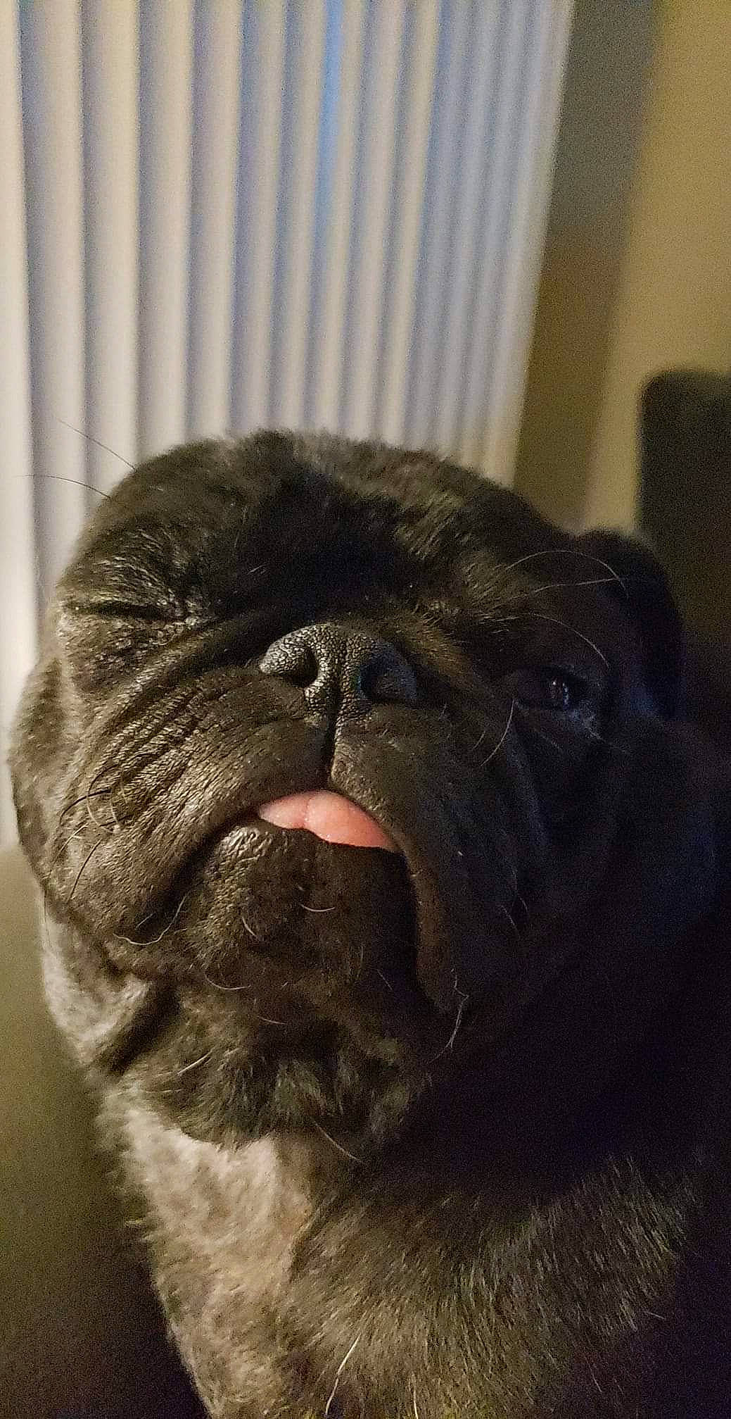 Augustus joined the competition — help win amazing prizes! ancient_dog_breeds, canidae, carnivore, companion_dog, dog, dog_breed, fawn, french_bulldog, pug, snout, sporting_group, toy_dog, whiskers, wrinkle