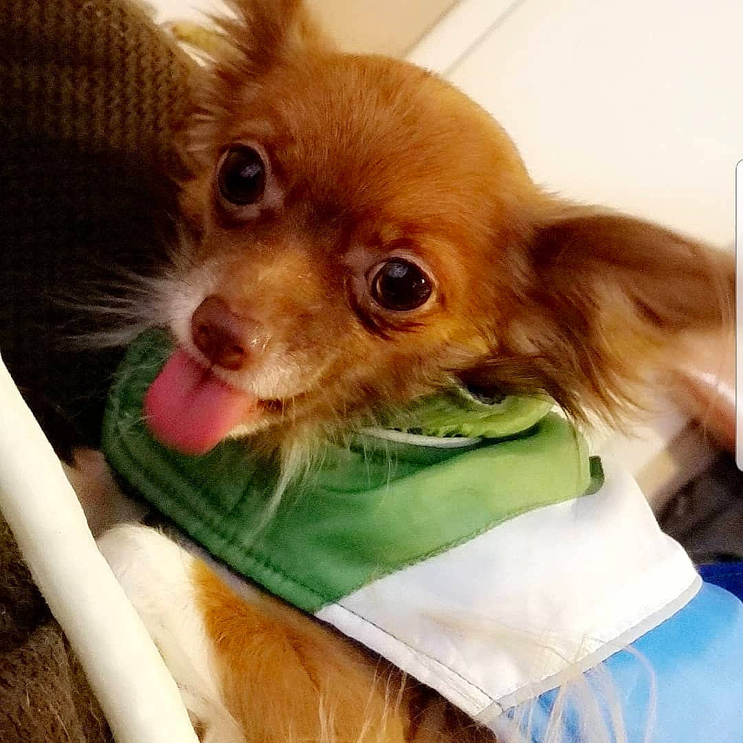 Nigel joined the competition — help win amazing prizes! canidae, carnivore, chihuahua, companion_dog, dog, dog_breed, dog_clothes, ear, fawn, puppy, russkiy_toy, skin, snout, sporting_group, toy_dog