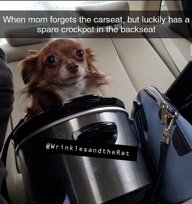 Nigel is registered to the contest to win money with this photo: canidae, car, car_seat, carnivore, companion_dog, dog, dog_breed, glasses, personal_protective_equipment, photo_caption, photography, puppy, selfie, vehicle