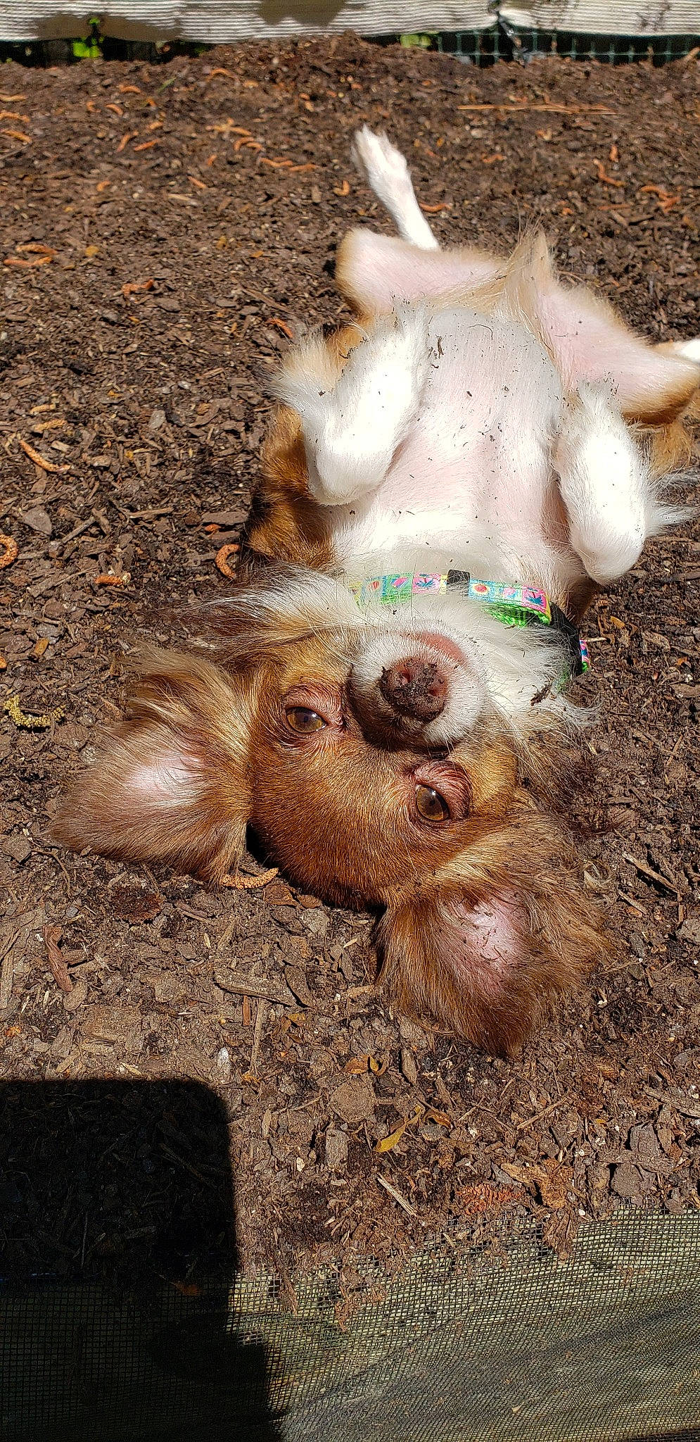 Nigel joined the competition — help win amazing prizes! canidae, carnivore, companion_dog, dog, dog_breed, fawn, organism, paw, snout, sporting_group