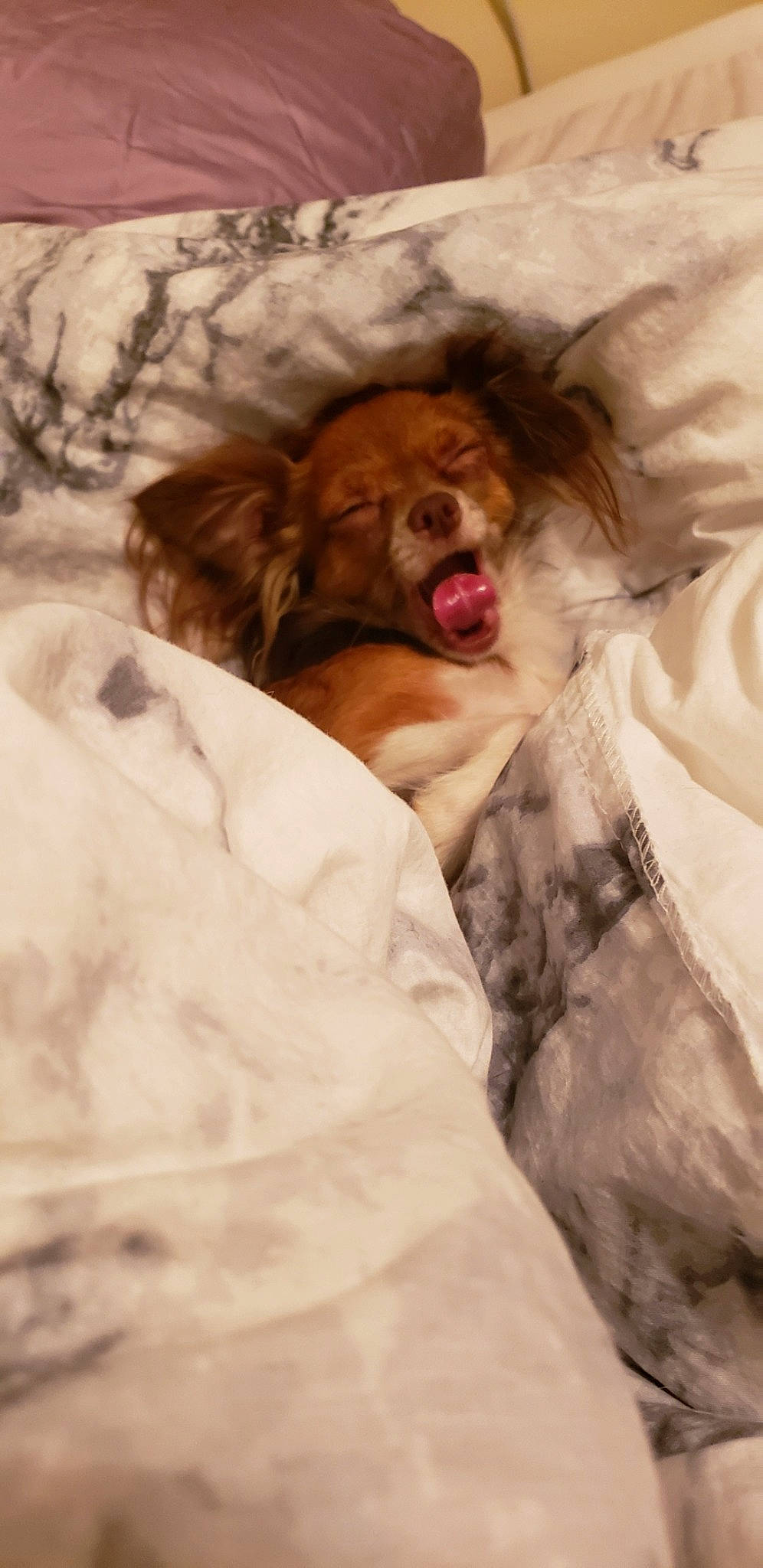 Nigel is registered to the contest to win money with this photo: canidae, carnivore, companion_dog, dog, dog_breed, english_cocker_spaniel, english_setter, fur, setter, sleep, snout, spaniel, sporting_group