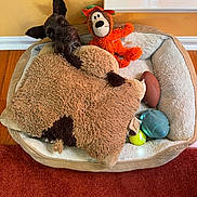 Nilo Christol joined the competition — help win amazing prizes! dog, pet_bed, blanket, plush_toy, orange_toy, football, tennis_ball, floor, carpet, wood_floor, window_sill, wall, cozy, indoor, cute, curious, animal, toy, resting, furry