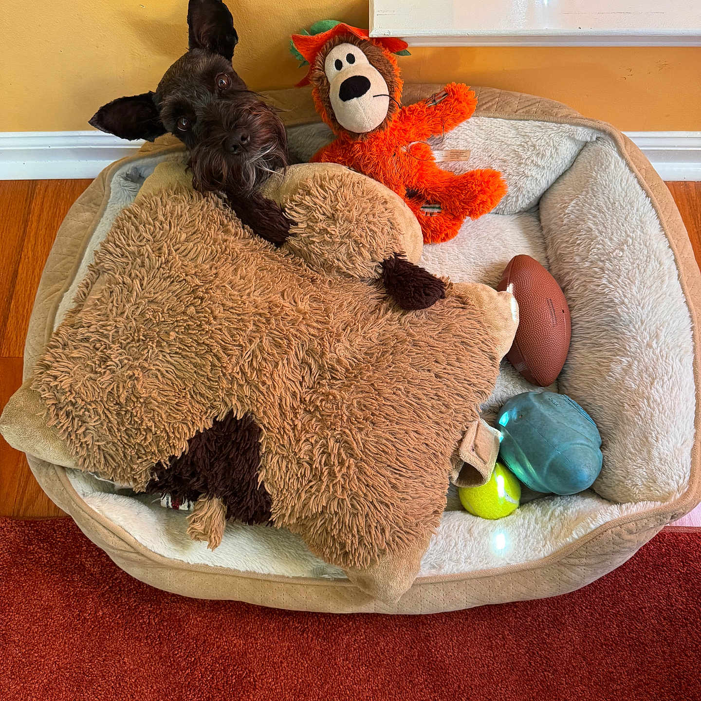 Nilo Christol joined the competition — help win amazing prizes! animal, blanket, carpet, cozy, curious, cute, dog, floor, football, furry, indoor, orange_toy, pet_bed, plush_toy, resting, tennis_ball, toy, wall, window_sill, wood_floor