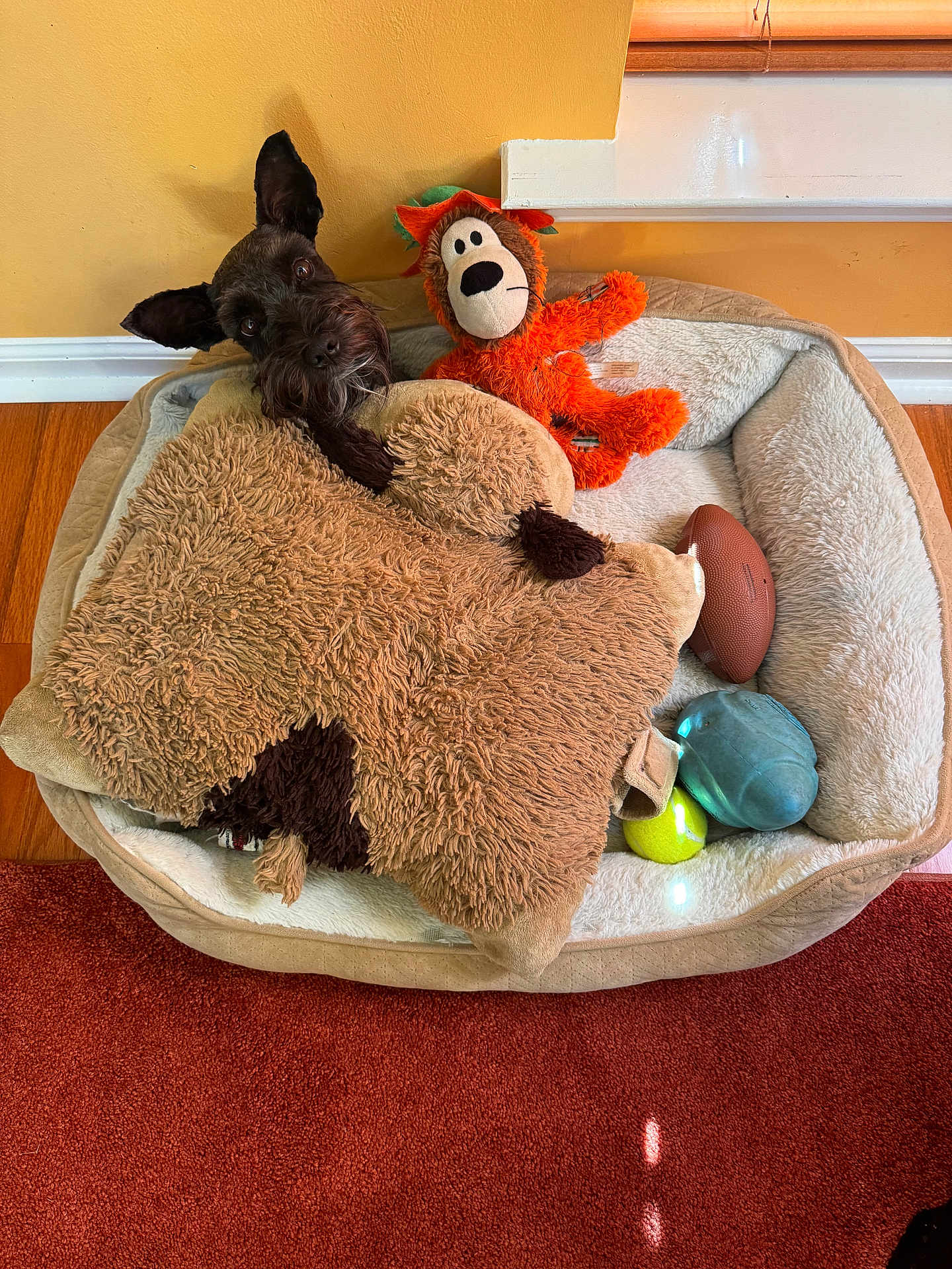 Nilo Christol joined the competition — help win amazing prizes! dog, pet_bed, blanket, plush_toy, orange_toy, football, tennis_ball, floor, carpet, wood_floor, window_sill, wall, cozy, indoor, cute, curious, animal, toy, resting, furry