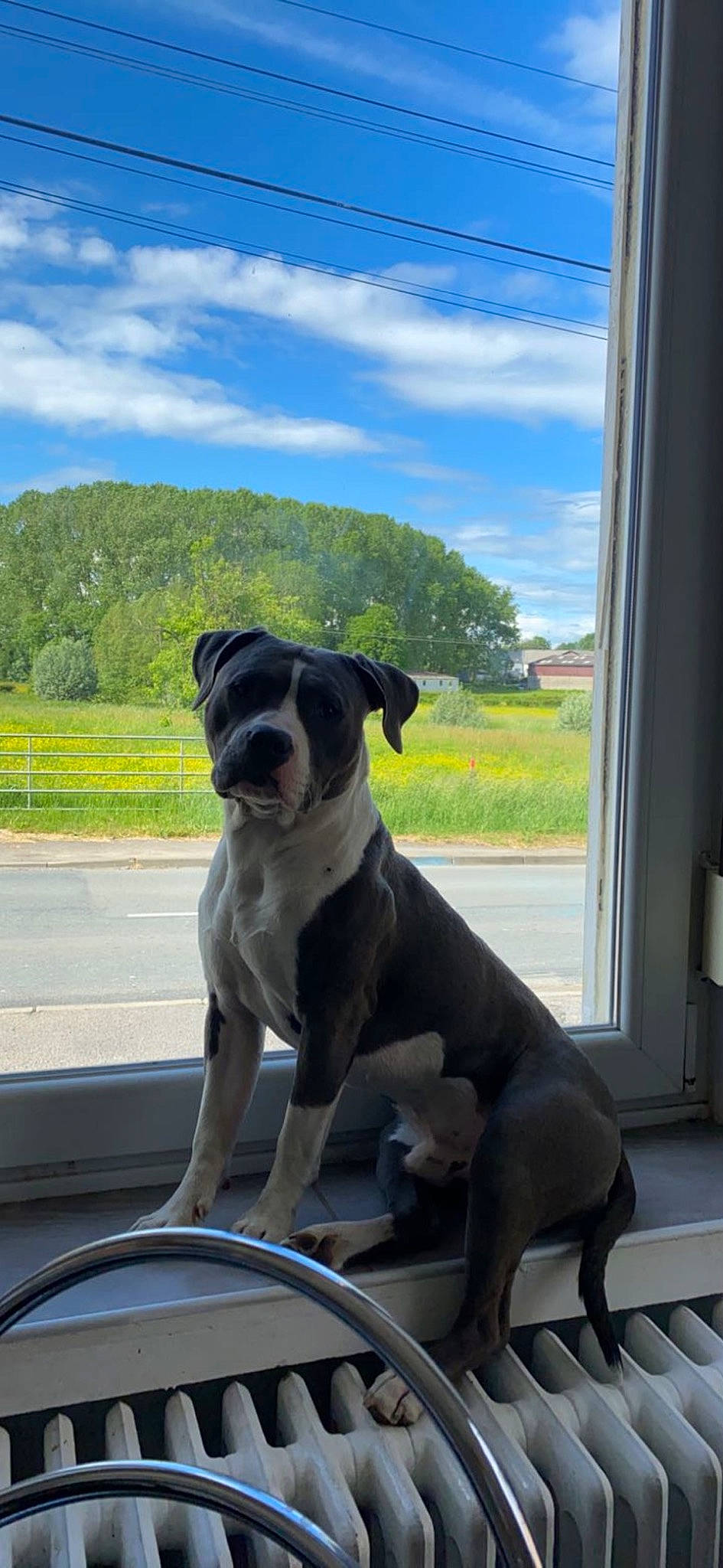 Saphir participe au concours pour gagner de l'argent avec cette photo : canidae, carnivore, cloud, collar, companion_dog, dog, dog_breed, dog_collar, fawn, gun_dog, house, plant, shade, sky, snout, sporting_group, tail, tree, window, working_animal