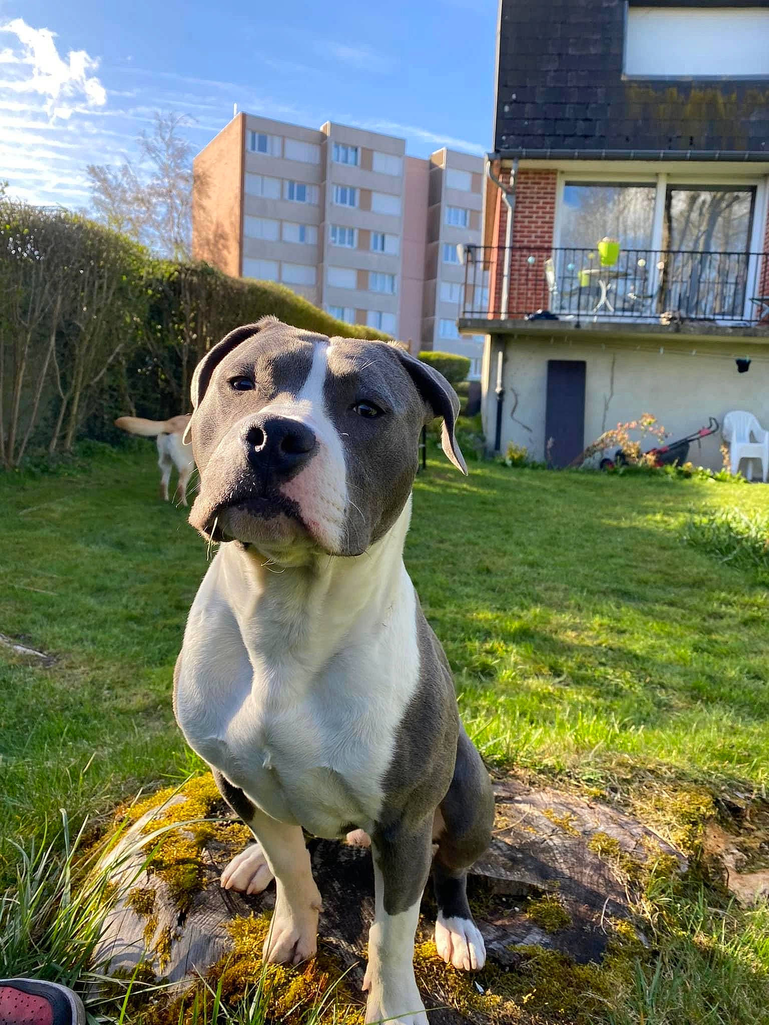 Saphir participe au concours pour gagner de l'argent avec cette photo : building, carnivore, cloud, collar, companion_dog, dog, dog_breed, dog_collar, fawn, grass, guard_dog, house, molosser, non_sporting_group, plant, sky, whiskers, window, working_animal, working_dog